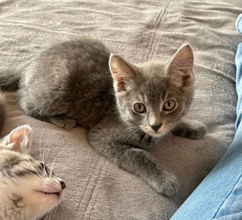 Rufus