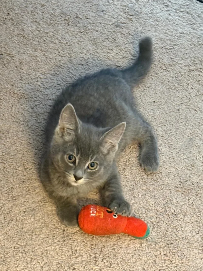 Rufus thumbnail 2