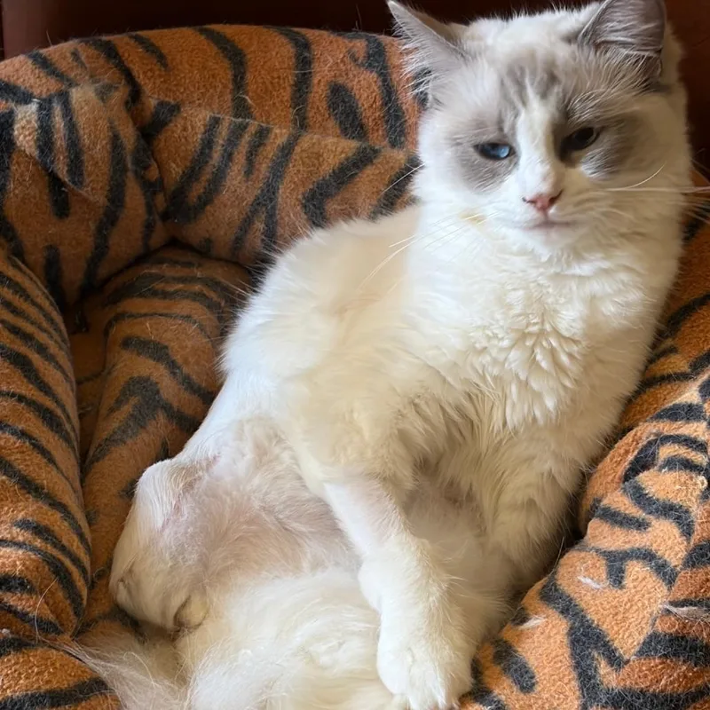 A young small-sized female Snowshoe cat named Zuki for adoption in Los Angeles, CA