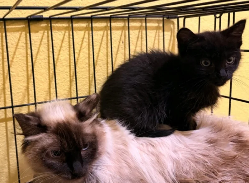 A baby medium-sized female Domestic Medium Hair cat named Tadpole for adoption in Reno, NV