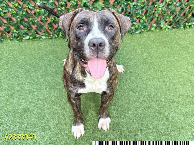 A young medium-sized female Mixed Breed dog named Leah for adoption in West Palm Beach, FL