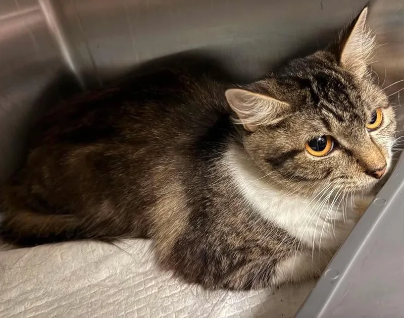 An adult medium-sized female Domestic Short Hair cat named Betty for adoption in Rockwall, TX