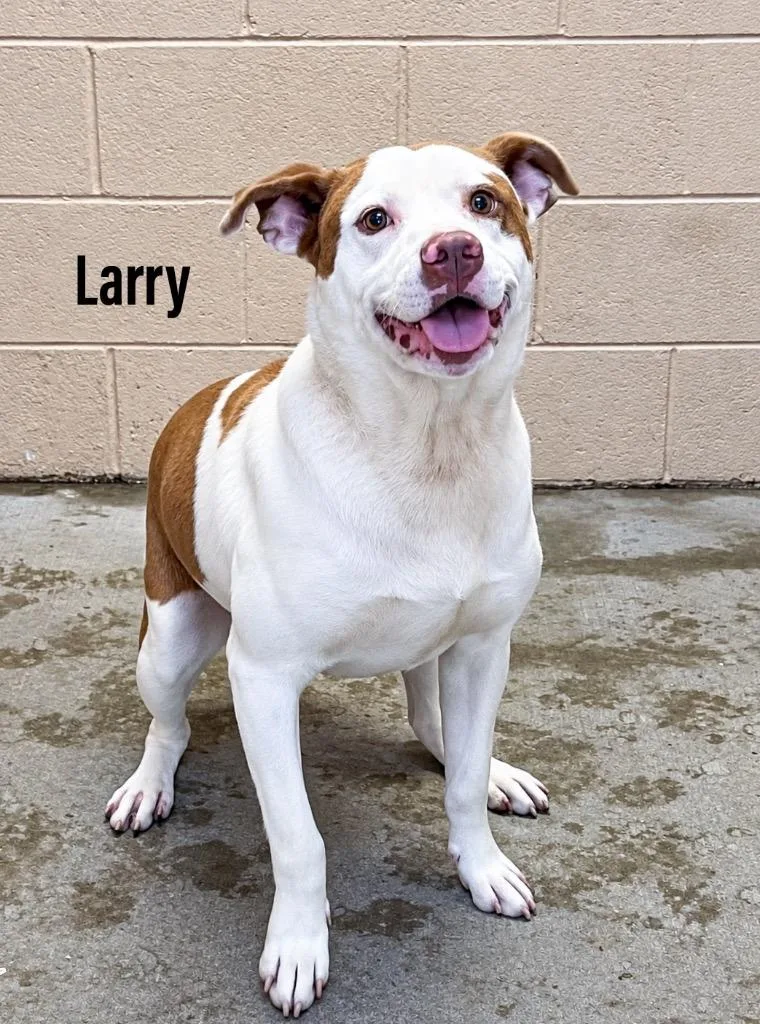 A young large-sized male Staffordshire Bull Terrier dog named Larry for adoption in Clearfield, KY