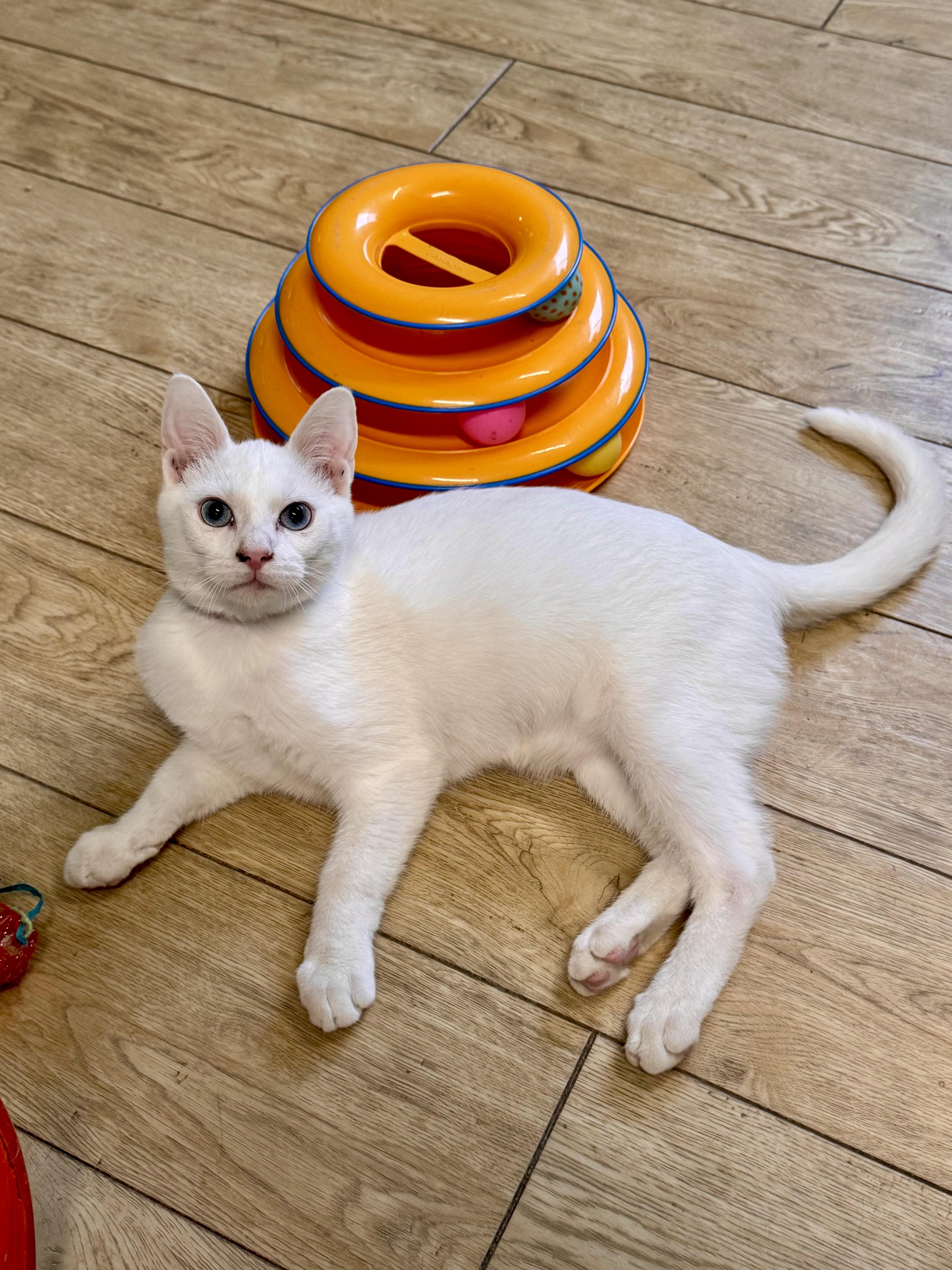 A baby medium-sized male Domestic Short Hair cat named Casper for adoption in Scottsburg, IN
