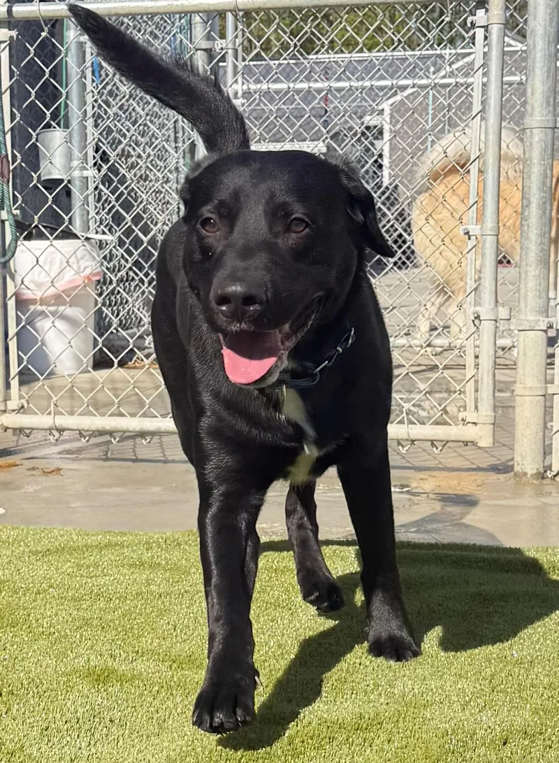 An adult medium-sized male Black Labrador Retriever dog named Anakin for adoption in Warren, OH