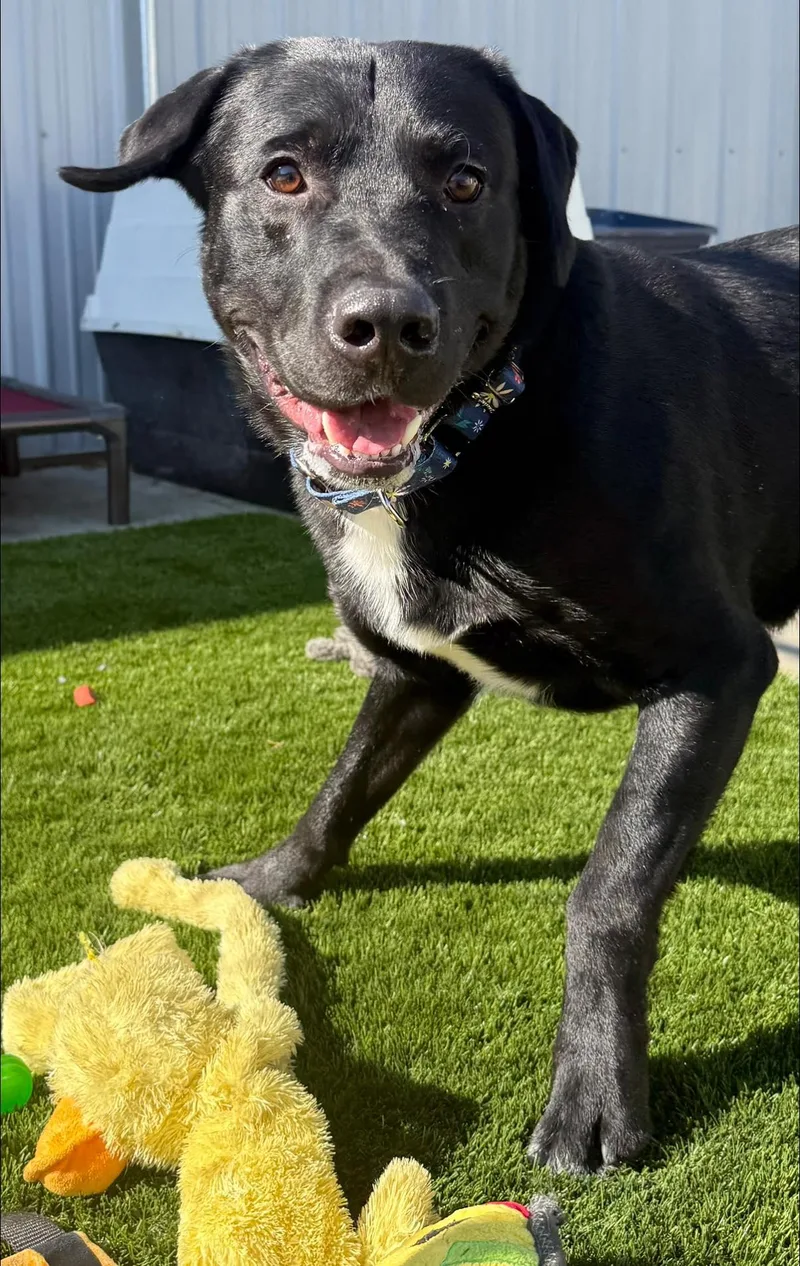 Anakin thumbnail 2