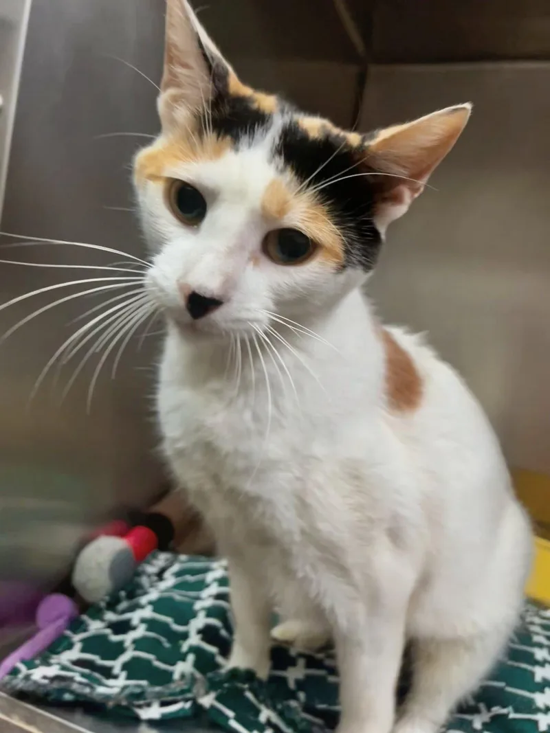 A young medium-sized female Calico cat named Faya for adoption in Leavenworth, KS