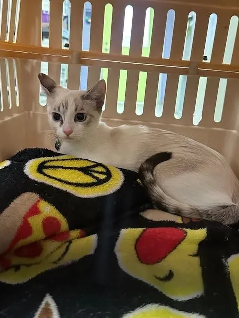 Yuki