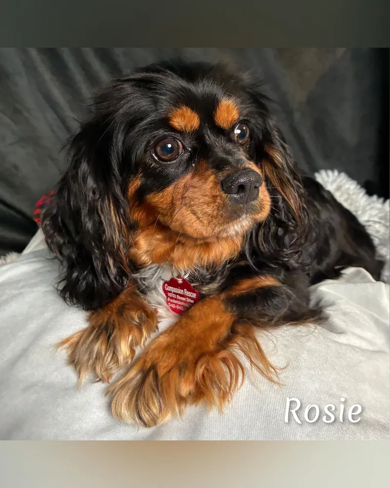 An adult small-sized female Black Cavalier King Charles Spaniel dog named Rosie for adoption in Fredericksburg, VA