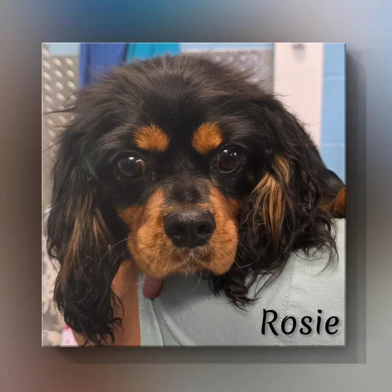 Rosie thumbnail 2