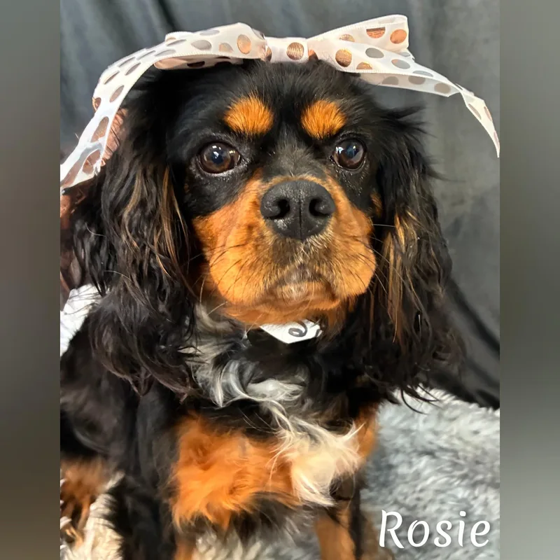 Rosie thumbnail 3