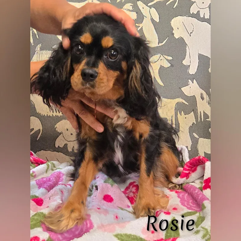 Rosie thumbnail 4