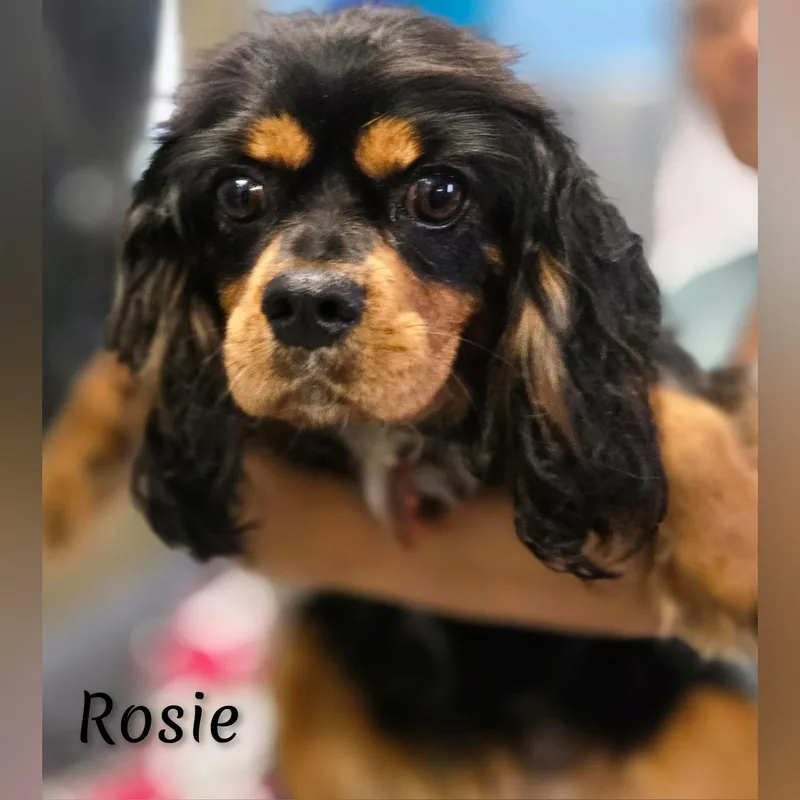 Rosie thumbnail 5