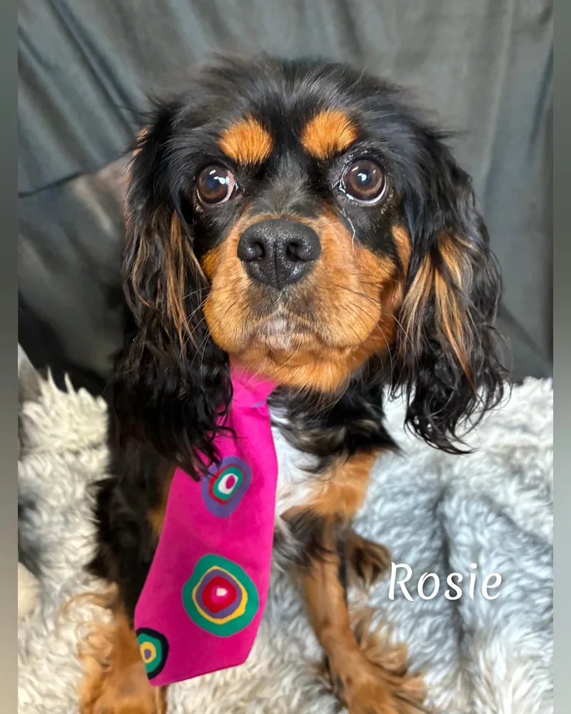 Rosie thumbnail 6