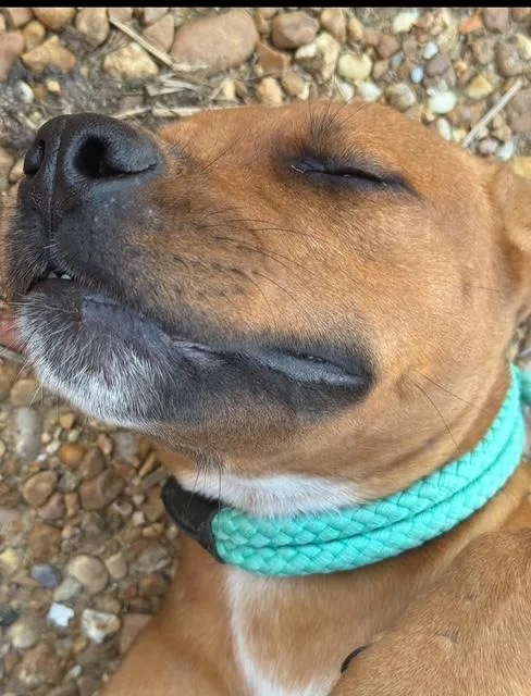 A young medium-sized male Yellow / Tan / Blond / Fawn Redbone Coonhound dog named Jake for adoption in Andover, MA
