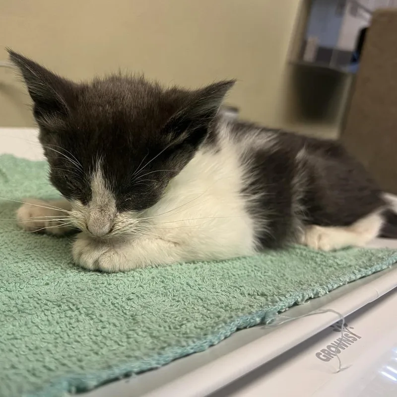 A baby small-sized female Gray / Blue / Silver Domestic Short Hair cat named Toesephine for adoption in Pasadena, CA