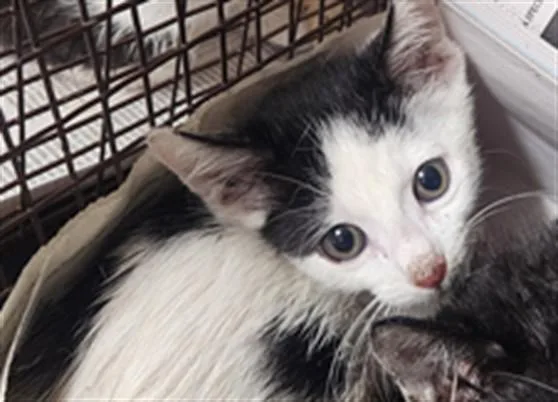 A baby medium-sized male Domestic Short Hair cat named Prepotente for adoption in Los Angeles, CA