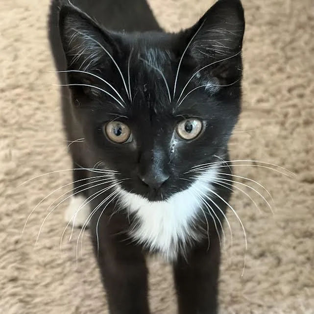 A baby small-sized female Black Domestic Short Hair cat named Harper for adoption in South Elgin, IL