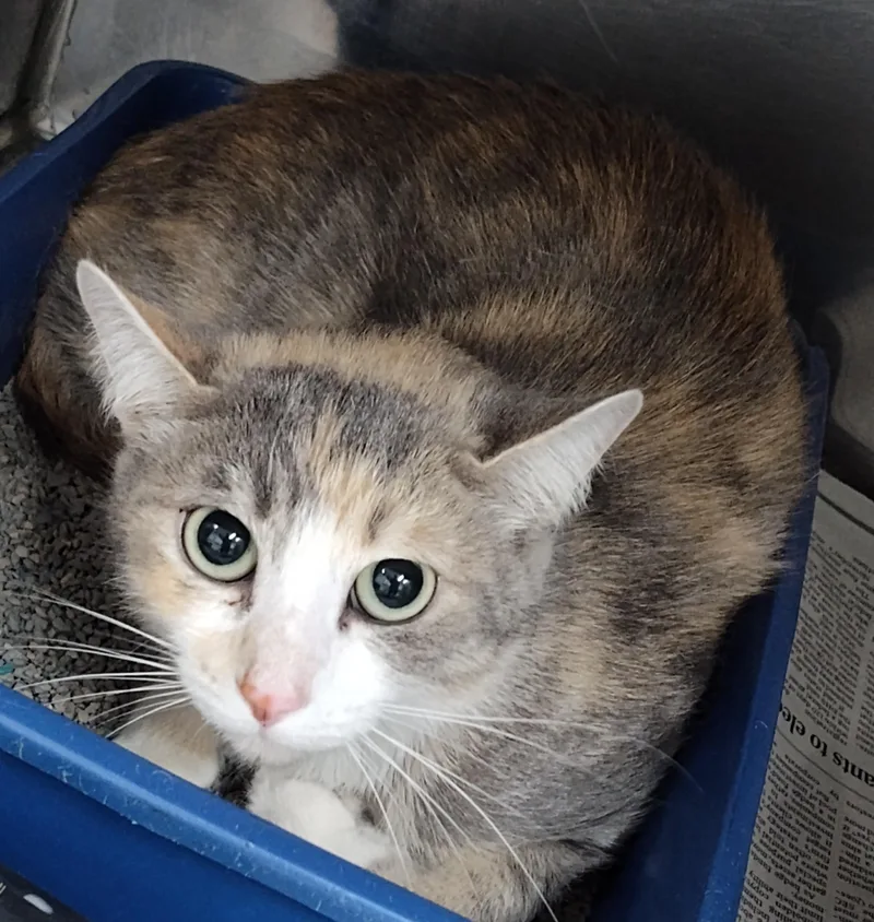 An adult medium-sized female Dilute Calico cat named Alice Marie for adoption in Claremore, OK