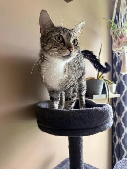 An adult medium-sized female Domestic Short Hair cat named CoCo for adoption in Berwick, PA