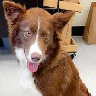 An adult medium-sized female Red / Chestnut / Orange Border Collie dog named Coda for adoption in Dripping Springs, TX