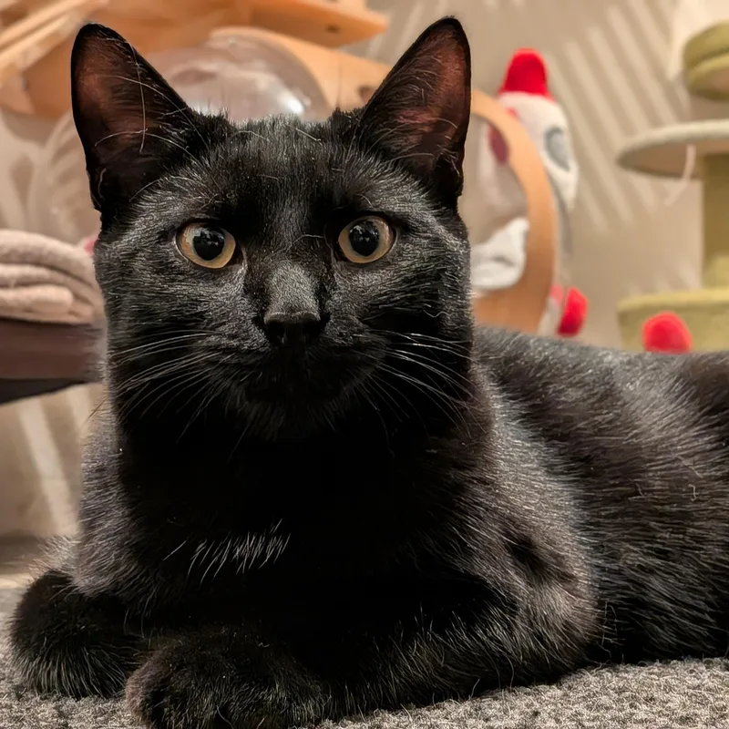 A baby medium-sized male Black Domestic Short Hair cat named Vincenzo Aka "vinny" for adoption in Newburgh, NY