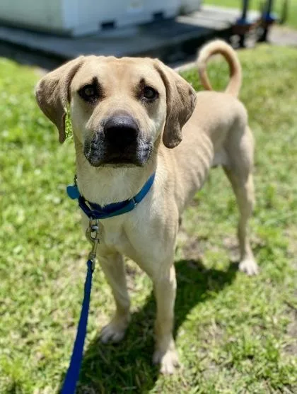 An adult large-sized male Mixed Breed dog named Bonsai for adoption in Vero Beach, FL