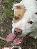 An adult medium-sized male White / Cream Pit Bull Terrier dog named Wafer for adoption in Potsdam, NY