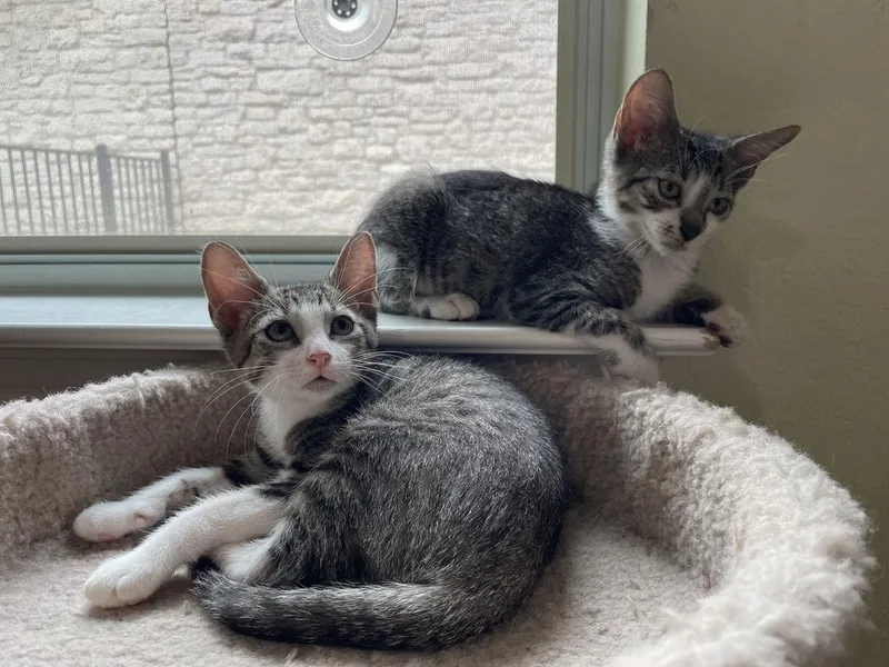 A baby small-sized male Black & White / Tuxedo American Shorthair cat named Jane Don't for adoption in Austin, TX