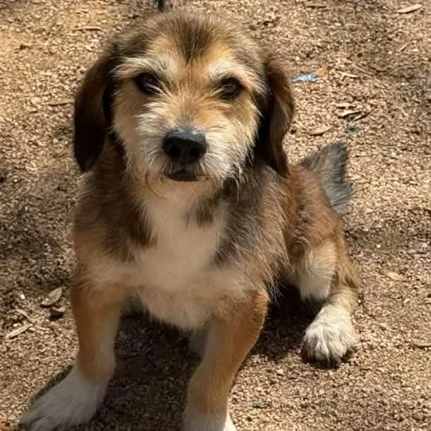 A young small-sized male Bicolor Terrier dog named Poly for adoption in Williston, VT