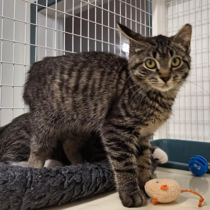 A baby medium-sized female Tabby (Buff / Tan / Fawn) Domestic Short Hair cat named Willow for adoption in St. Maries, ID