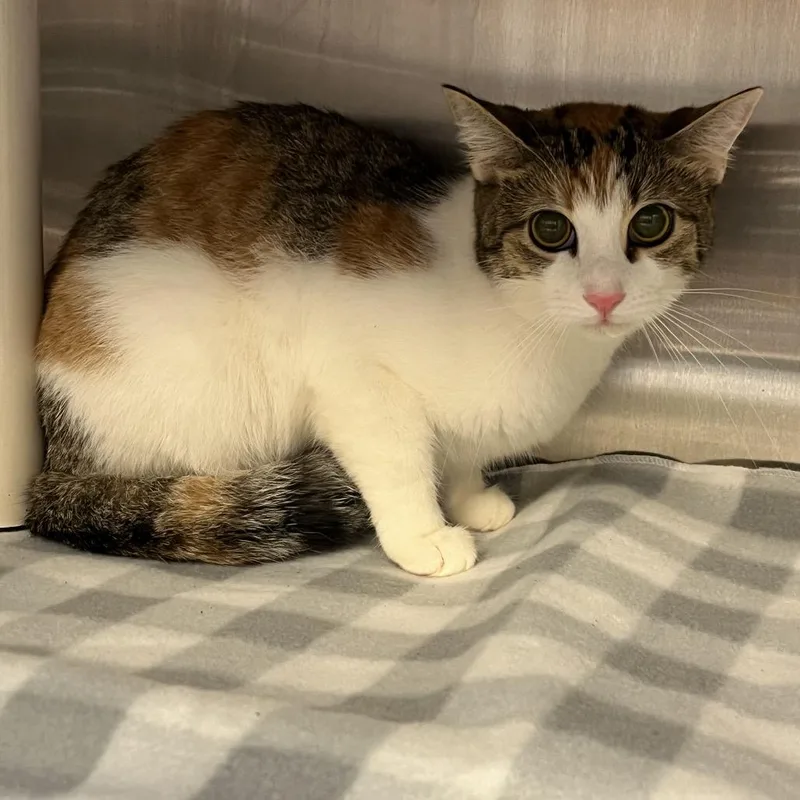 A young medium-sized female Calico Domestic Short Hair cat named Iridessa FKA Elisa for adoption in Philadelphia, PA