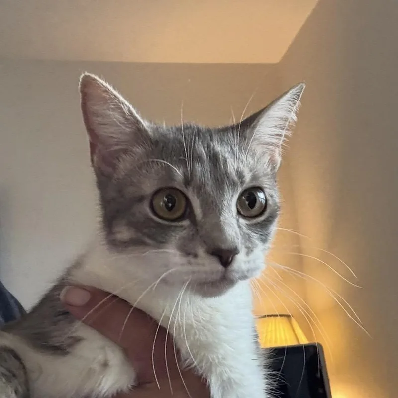 A young medium-sized female White Domestic Short Hair cat named Sushi for adoption in North Port, FL