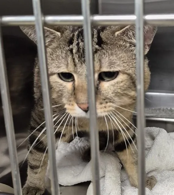 A young small-sized male Domestic Short Hair cat named Astro for adoption in Decatur, IL