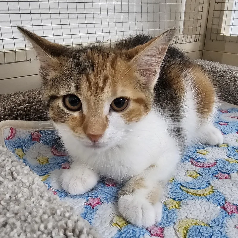 A baby medium-sized female Calico Domestic Short Hair cat named Piper for adoption in Toledo, OH