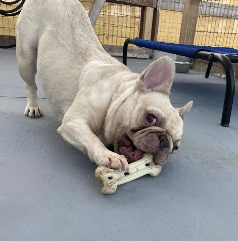 An adult small-sized female French Bulldog dog named Juneau for adoption in Winter Garden, FL