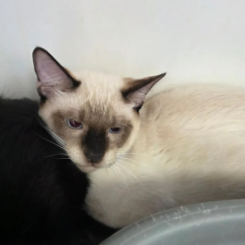A baby small-sized male Cream / Ivory Domestic Short Hair cat named Kevin for adoption in Duncan, OK