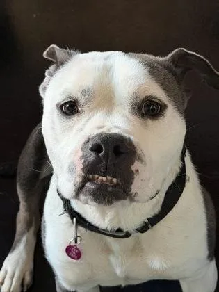 An adult medium-sized male Mixed Breed dog named Gonzo for adoption in Atlanta, GA