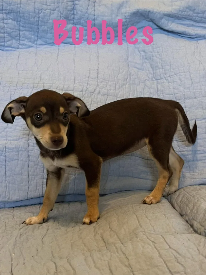 A baby small-sized female Basset Hound dog named Bubbles for adoption in Pipe Creek, TX