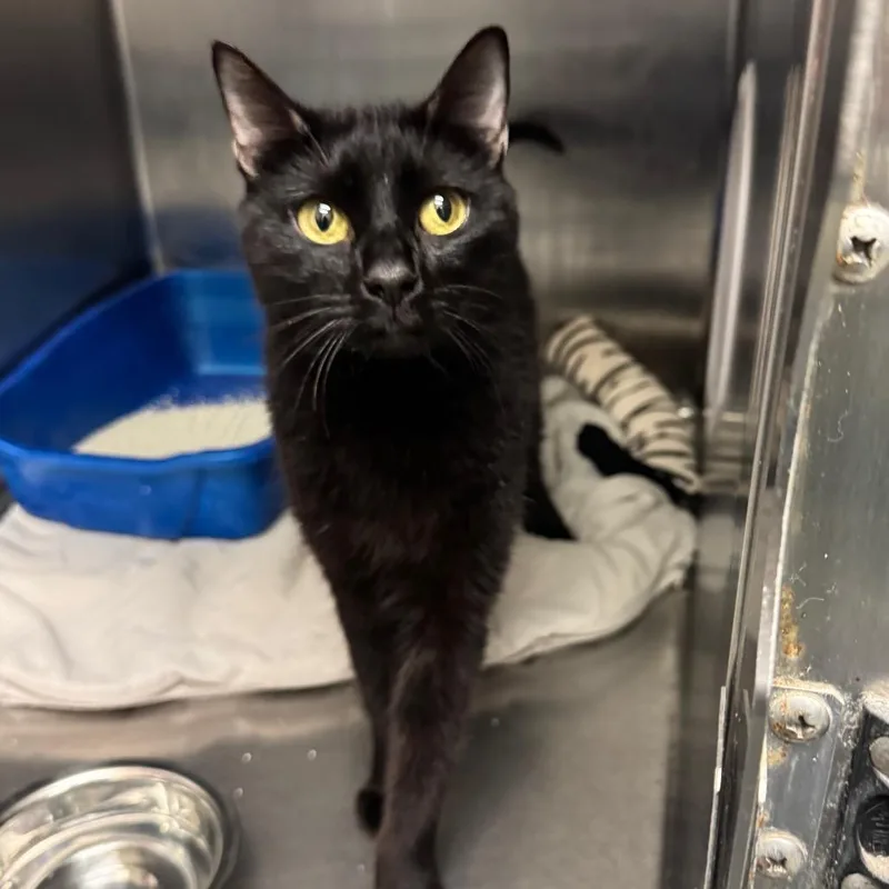 Clarisse thumbnail 2