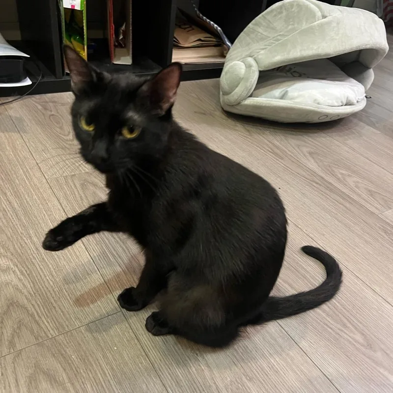 Clarisse thumbnail 3