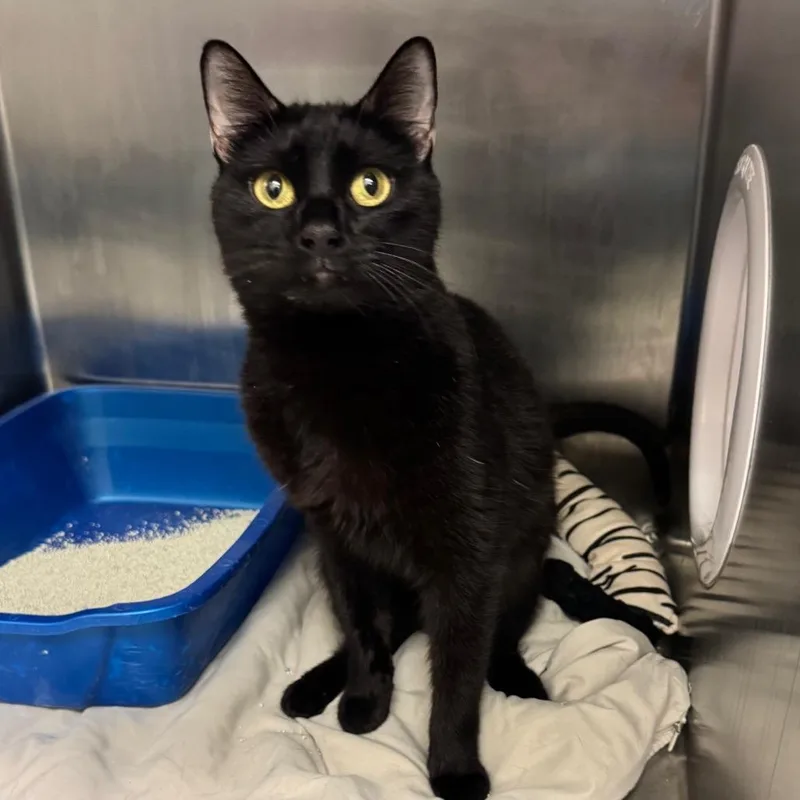 Clarisse thumbnail 4