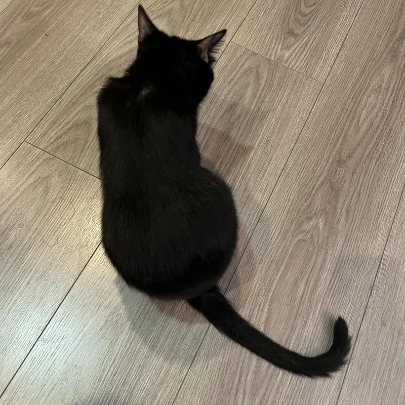 Clarisse thumbnail 5