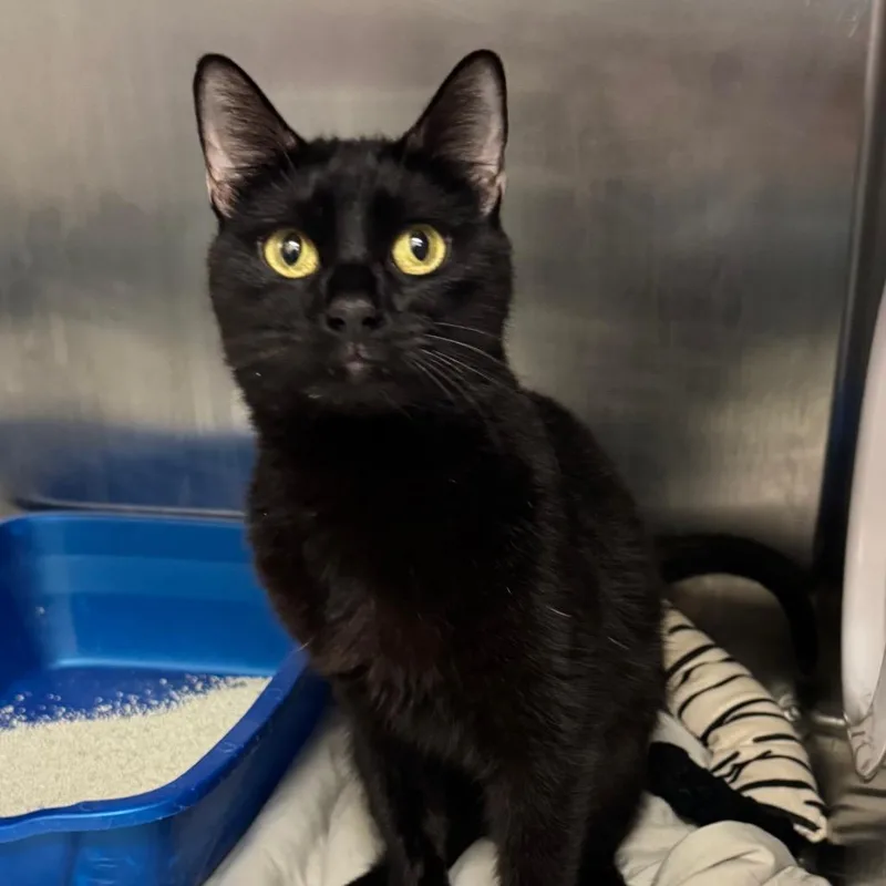 Clarisse thumbnail 6