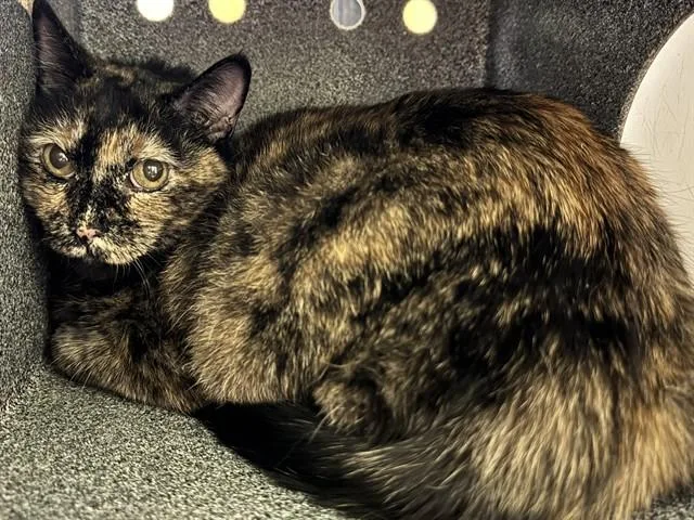 An adult medium-sized female Domestic Short Hair cat named Georgia for adoption in Pueblo, CO