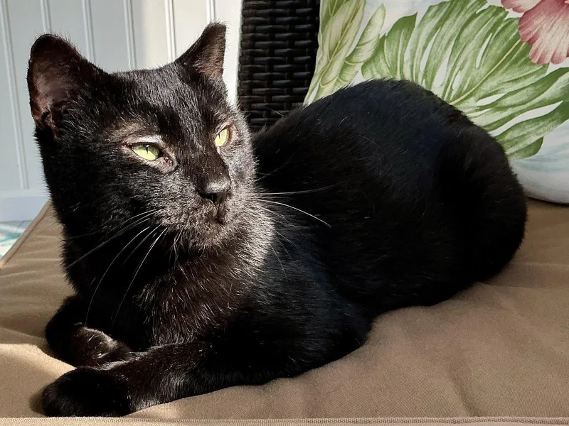 An adult medium-sized male Black Domestic Short Hair cat named Steve for adoption in Philadelphia, PA