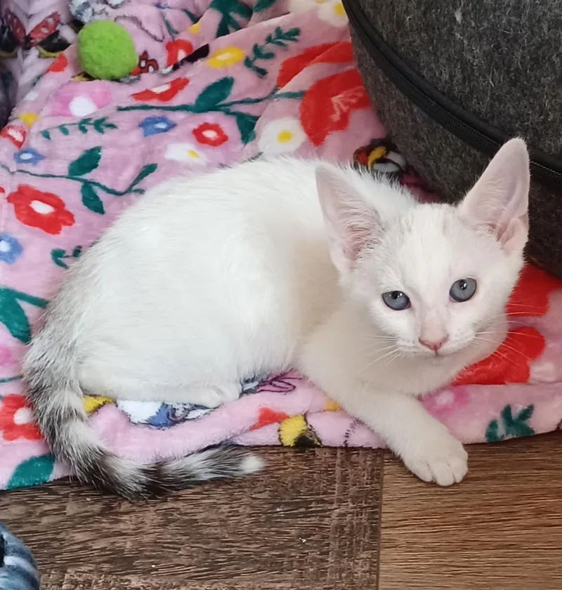 A baby medium-sized female White Domestic Short Hair cat named Joanie for adoption in Bolingbrook, IL