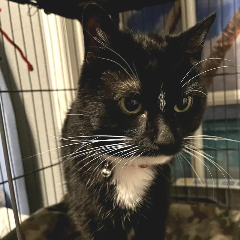 Lily Declawed thumbnail 2