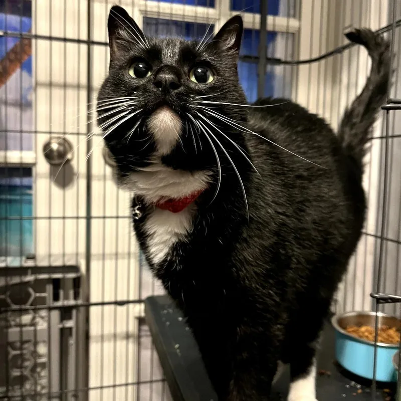 Lily Declawed thumbnail 3