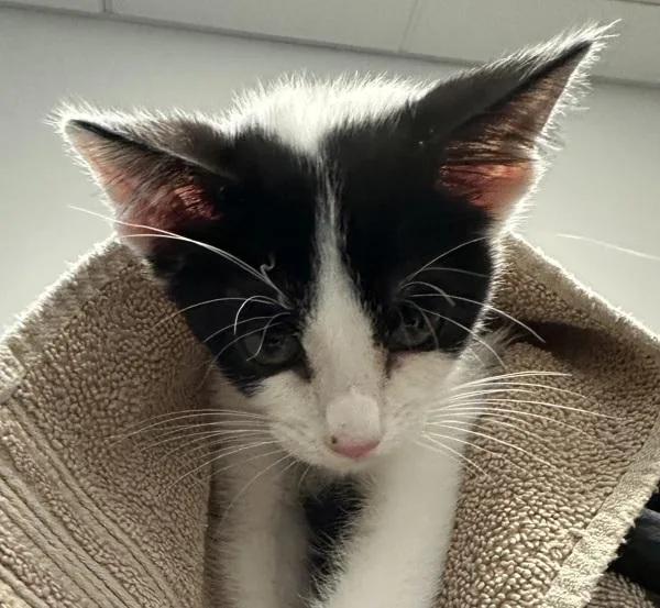 A baby small-sized male Domestic Short Hair cat named Bagatorardi for adoption in San Diego, CA